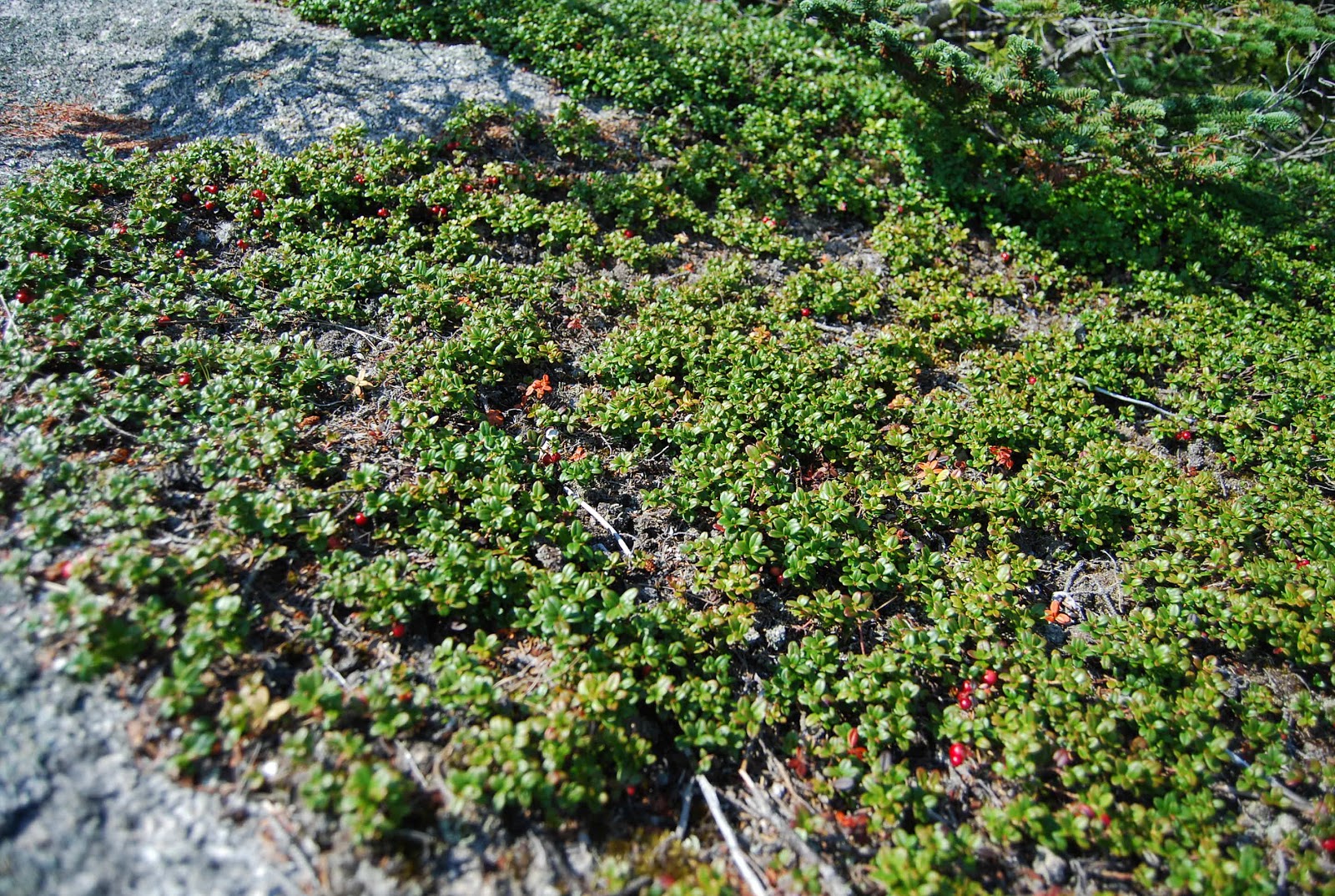 Helen A. Lockey Maine Wild Edible Foods A Euell Gibbons Inspired Forage