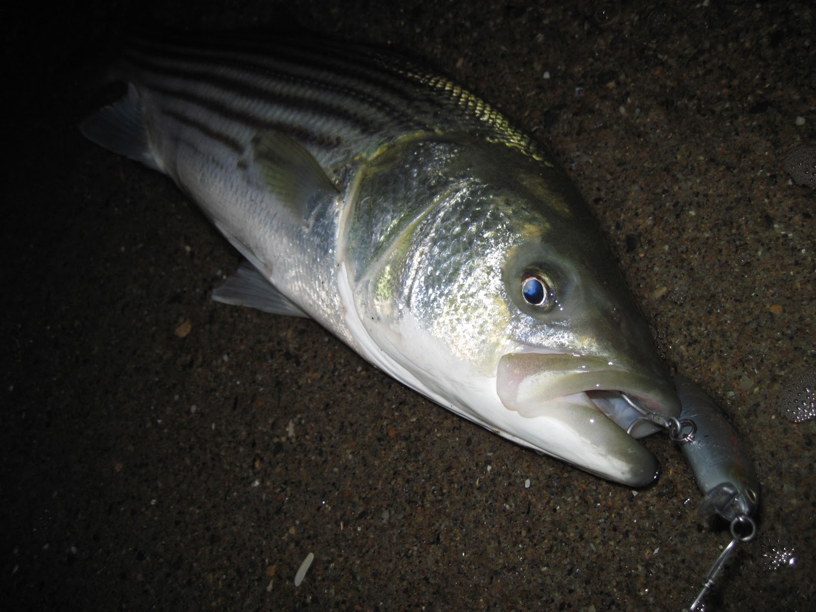 Rhode Island Striped Bass: Daytime Action Slows at Oceanfront; Nighttime  Produces
