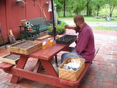 Steve seeding out