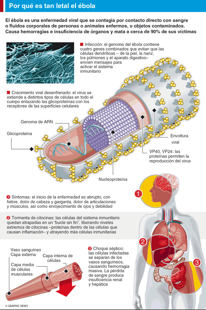 diagnostico del ebola pdf
