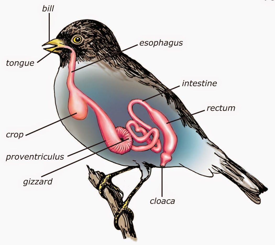 King's Christian School Biology: Bird Systems