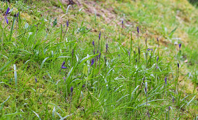 Bluebells on NW bank