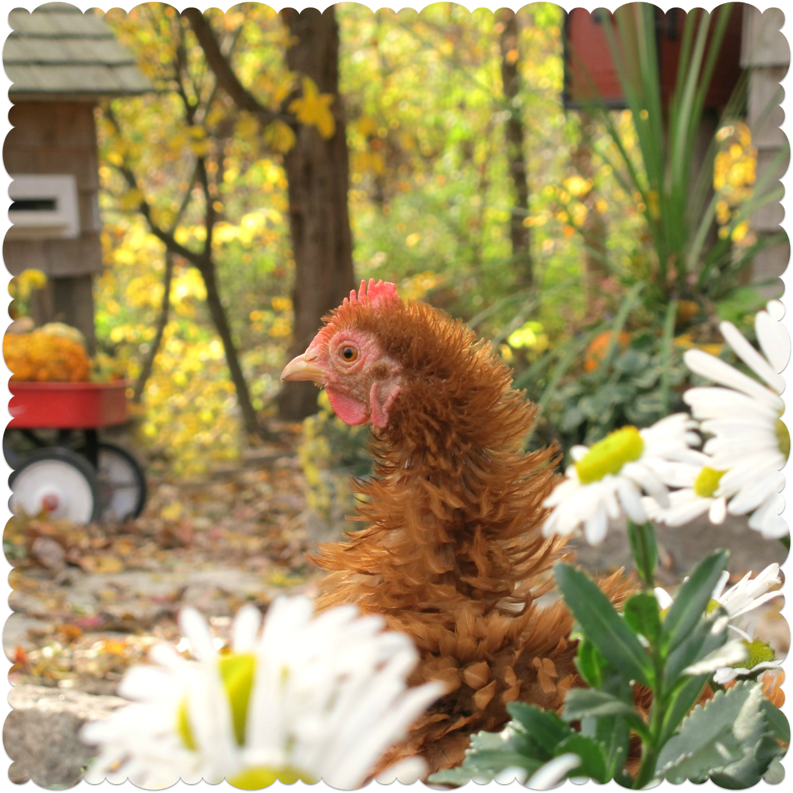 The Chicken Chick® Control & Treatment of Worms in Chickens