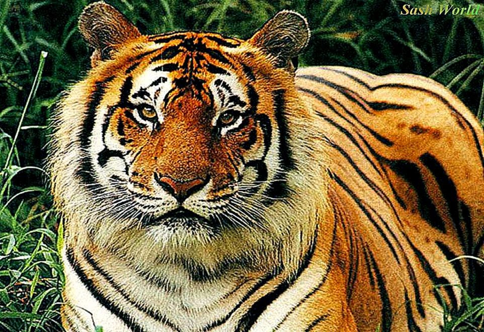 Sumatera Tiger Background Hd Wallpaper