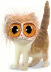 big-eyed-cat-funny-picture.jpg