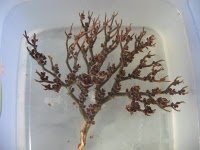 Pejuang Syahidah Rumput Fatimah