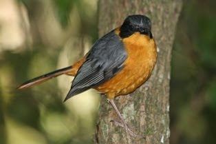 Chorister Robin-Chat