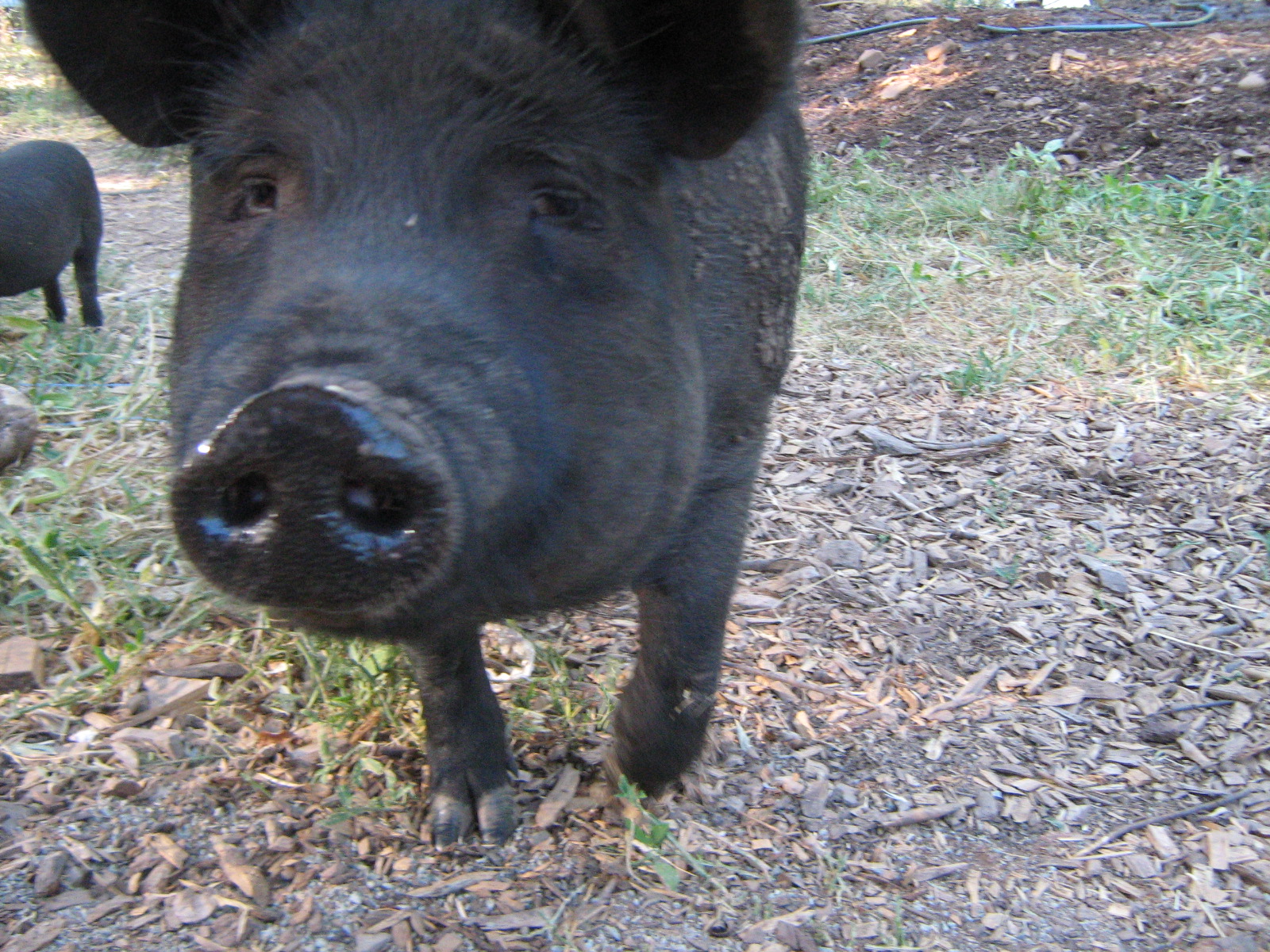 Forever Arriving All Creatures Great and Pig