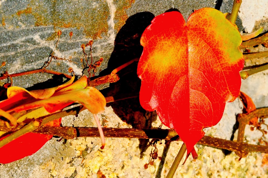 Grasgefluster Oktober 2013