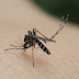 Mosquitoes don't just bite, they also urinate