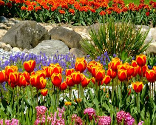Tulipán, una flor con historia . jardín con tulipanes