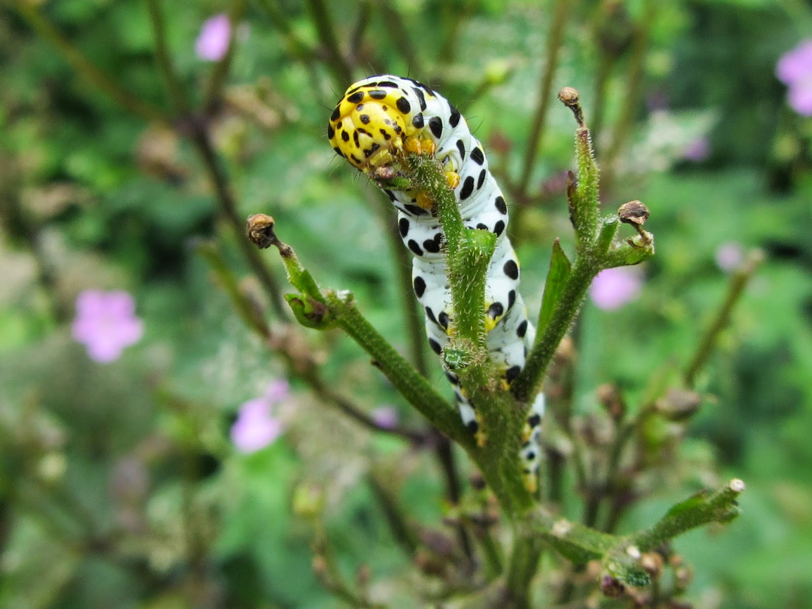 Jan wilde een tuin: tyriajacobaeae en shargacucullia scrophularia