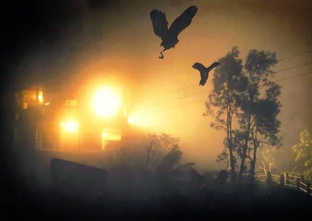 Fatal attraction of the birds towards flood lights in Jatinga