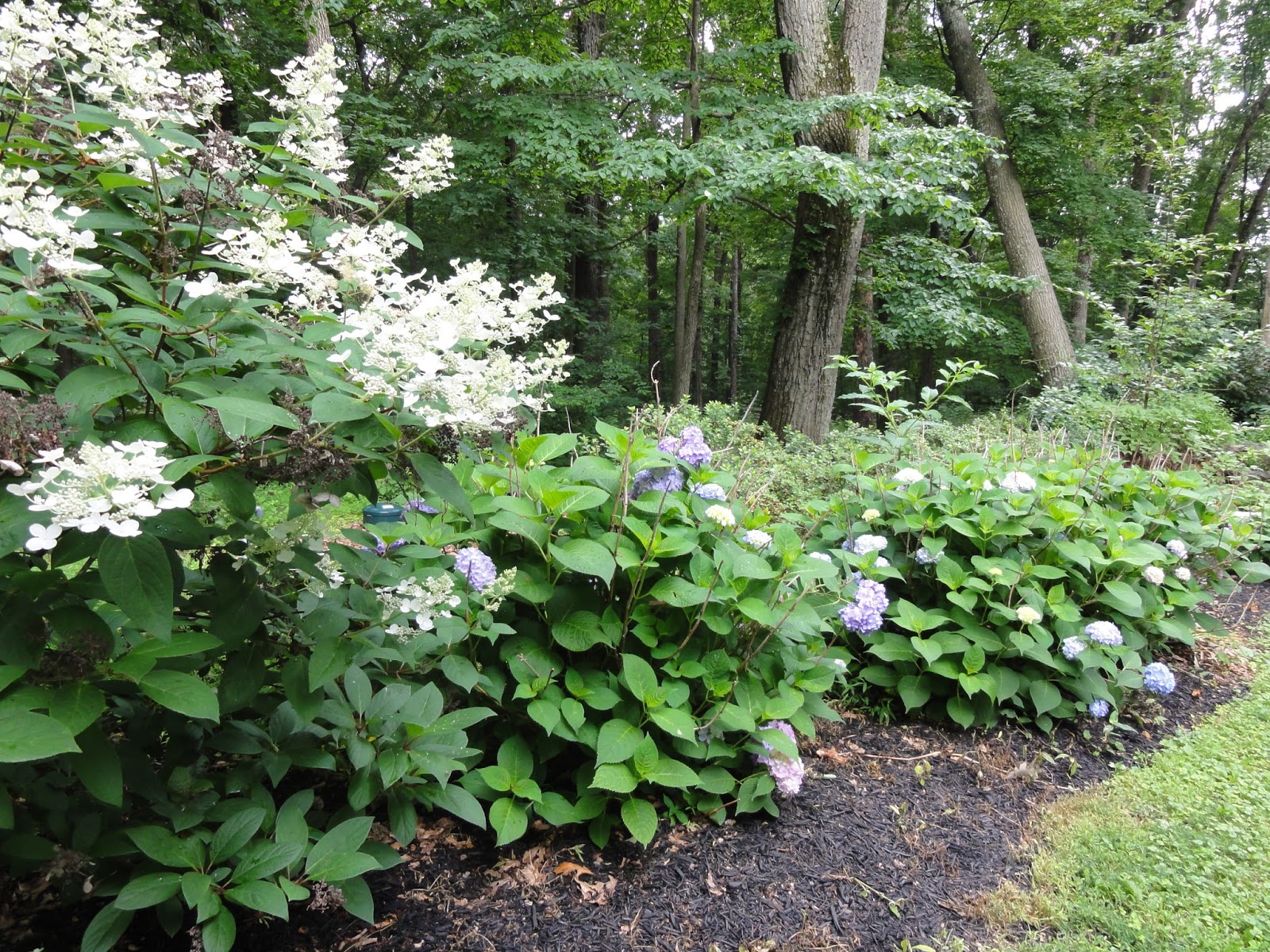 Notes And News From Shady Grove Gardens Hydrangeas Plants And