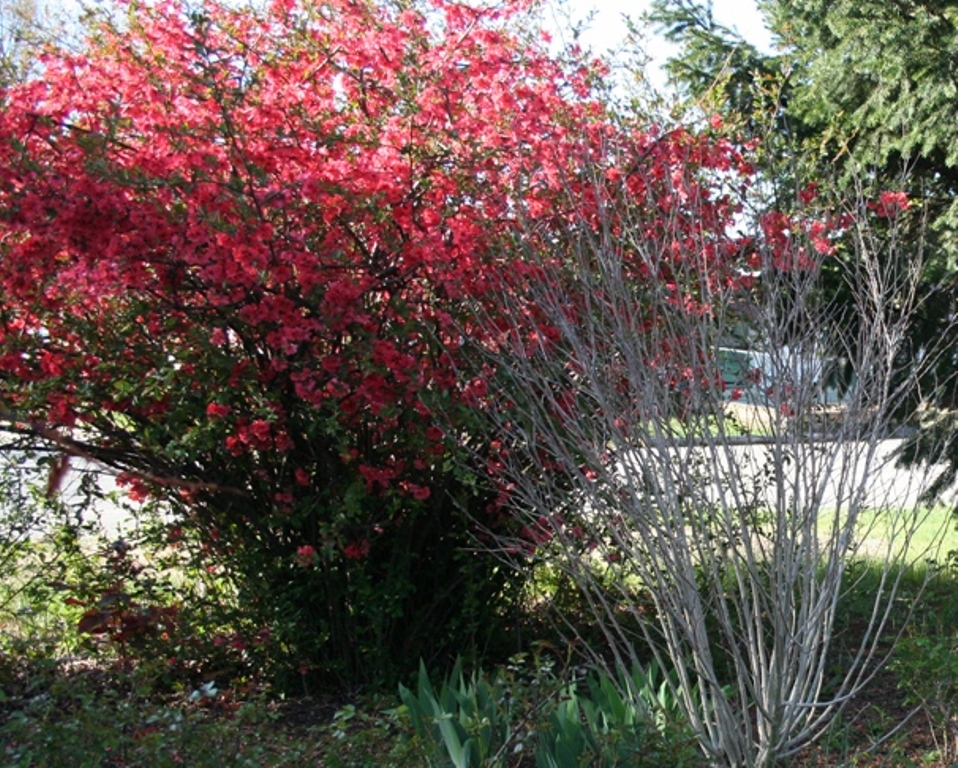 Ruby Weigela Flowering Shrub