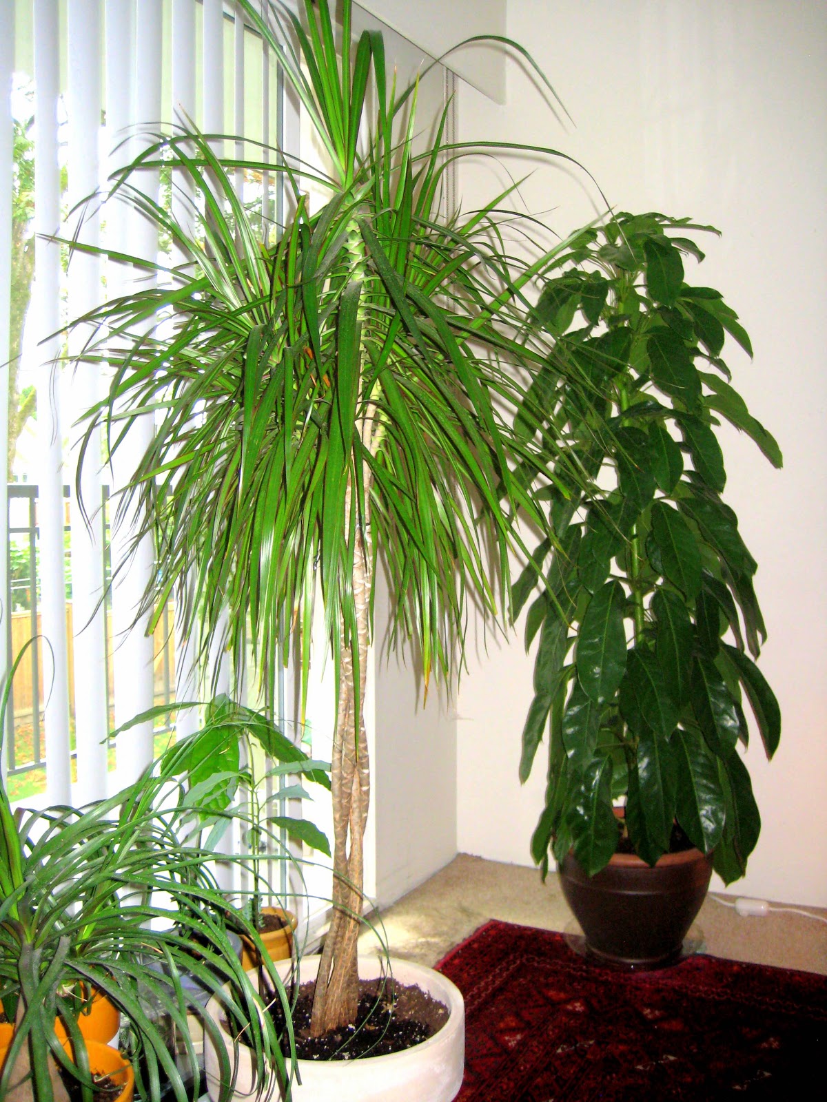 Indoor Foliage Plants