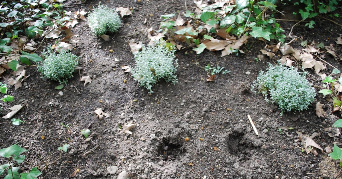 Scabies Gets Worse After Treatment