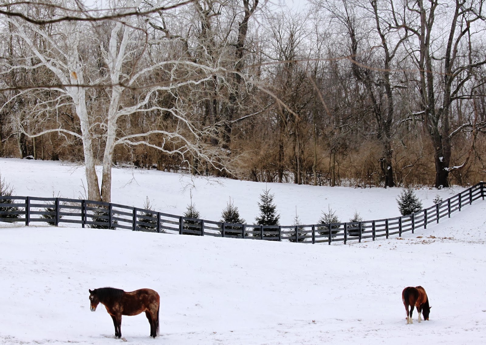 Sweet Southern Days Winter In The Deep South
