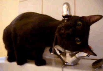 Cat+drinking+water.gif