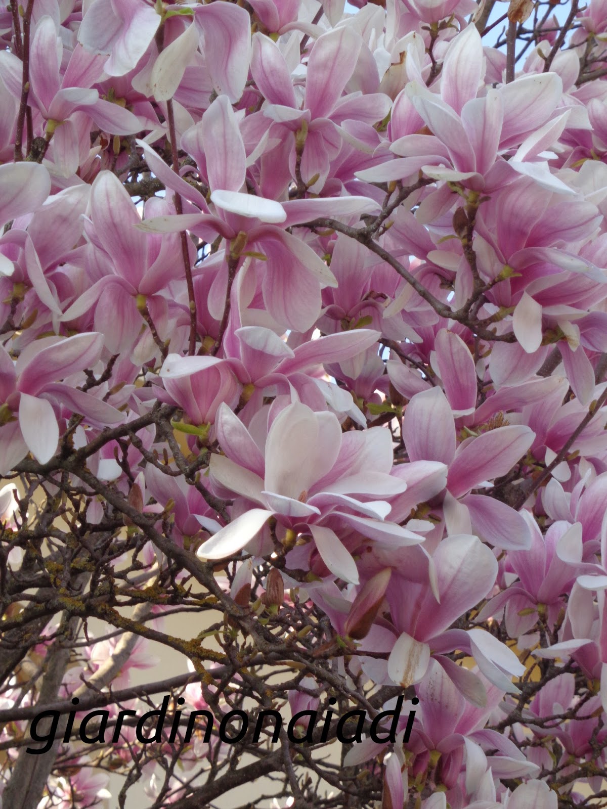 Magnolia Soulangeana In Vaso ø13cm - Pianta Fiorita, Vivaio Castelletto, Per Giardino O Terrazzo - Foto 4