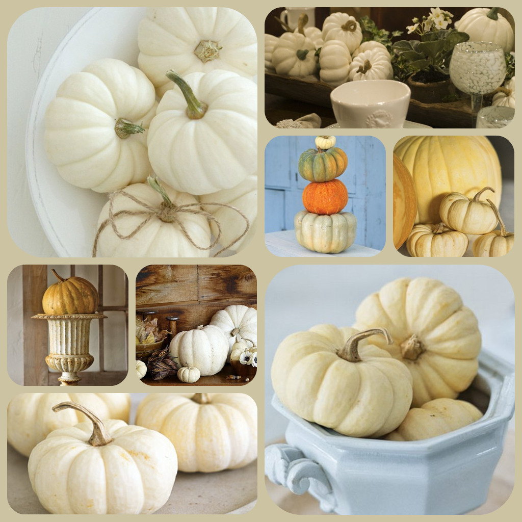 The French Tangerine cream colored pumpkins
