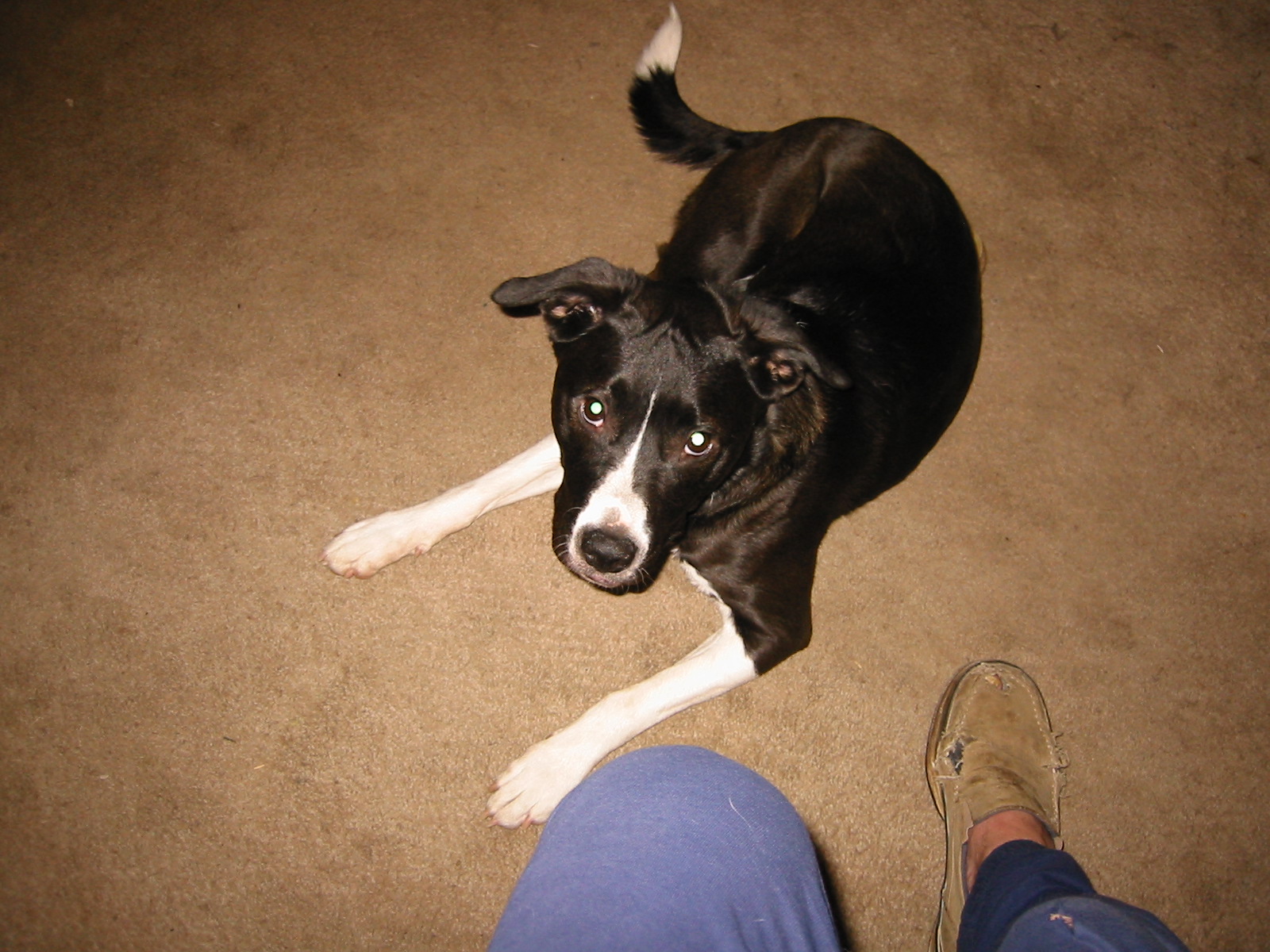 Karen Duvall Do dogs have an imagination?