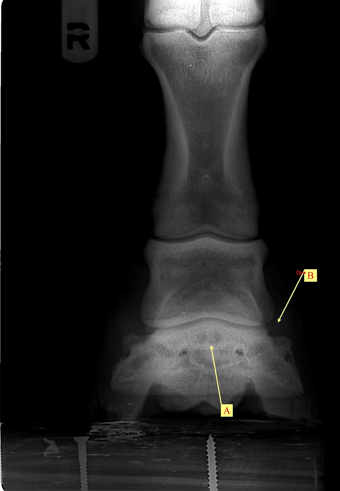 Innovative Equine Podiatry Navicular case examples
