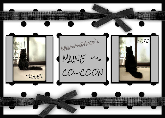 MammaMoon`s Maine Co~Coon