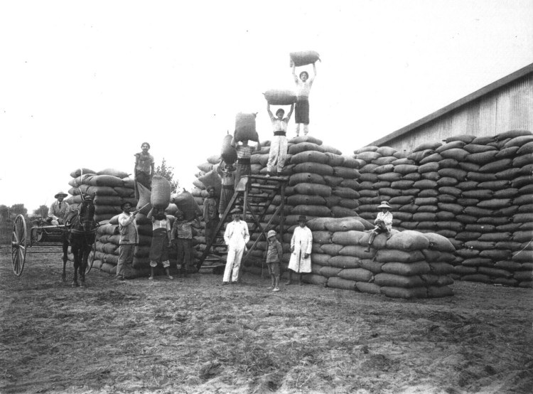 El agro... 50 años después: DE AYER A HOY : COSECHA Y ALMACENAMIENTO DE LOS GRANOS.