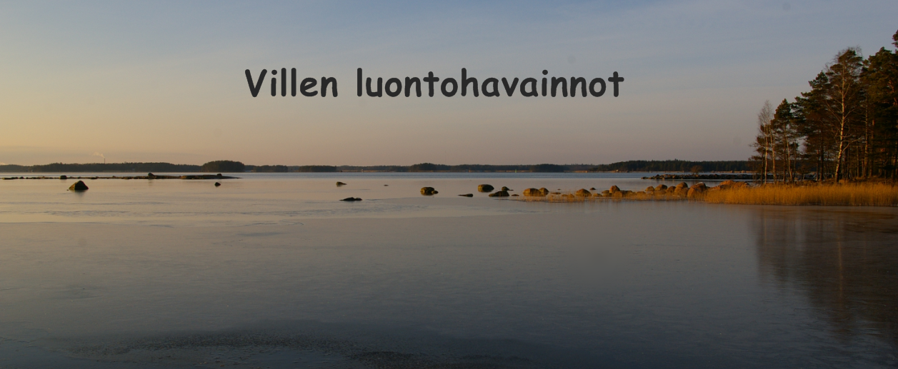 Villen luontohavainnot