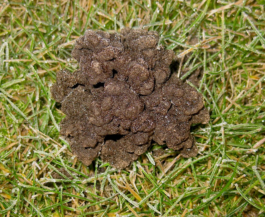 How Do You Use Iron Sulphate To Kill Moss at Margaret Oliver blog