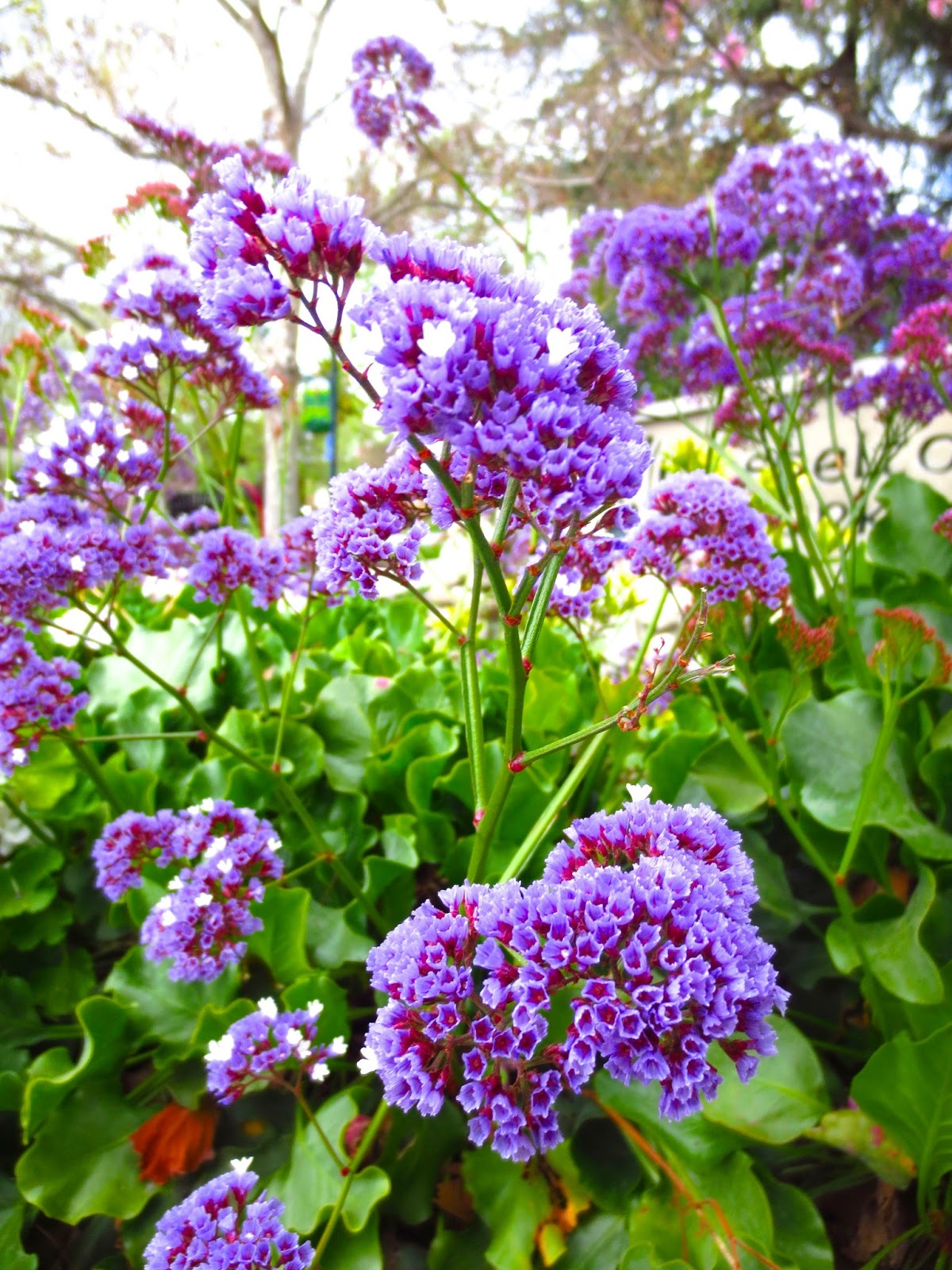 spring blooms in my home town cococozy spring blooms in my home town cococozy