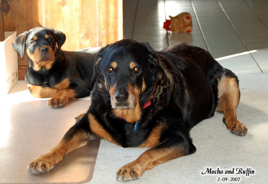 Why Do Rottweilers Have Spots Above Their Eyes