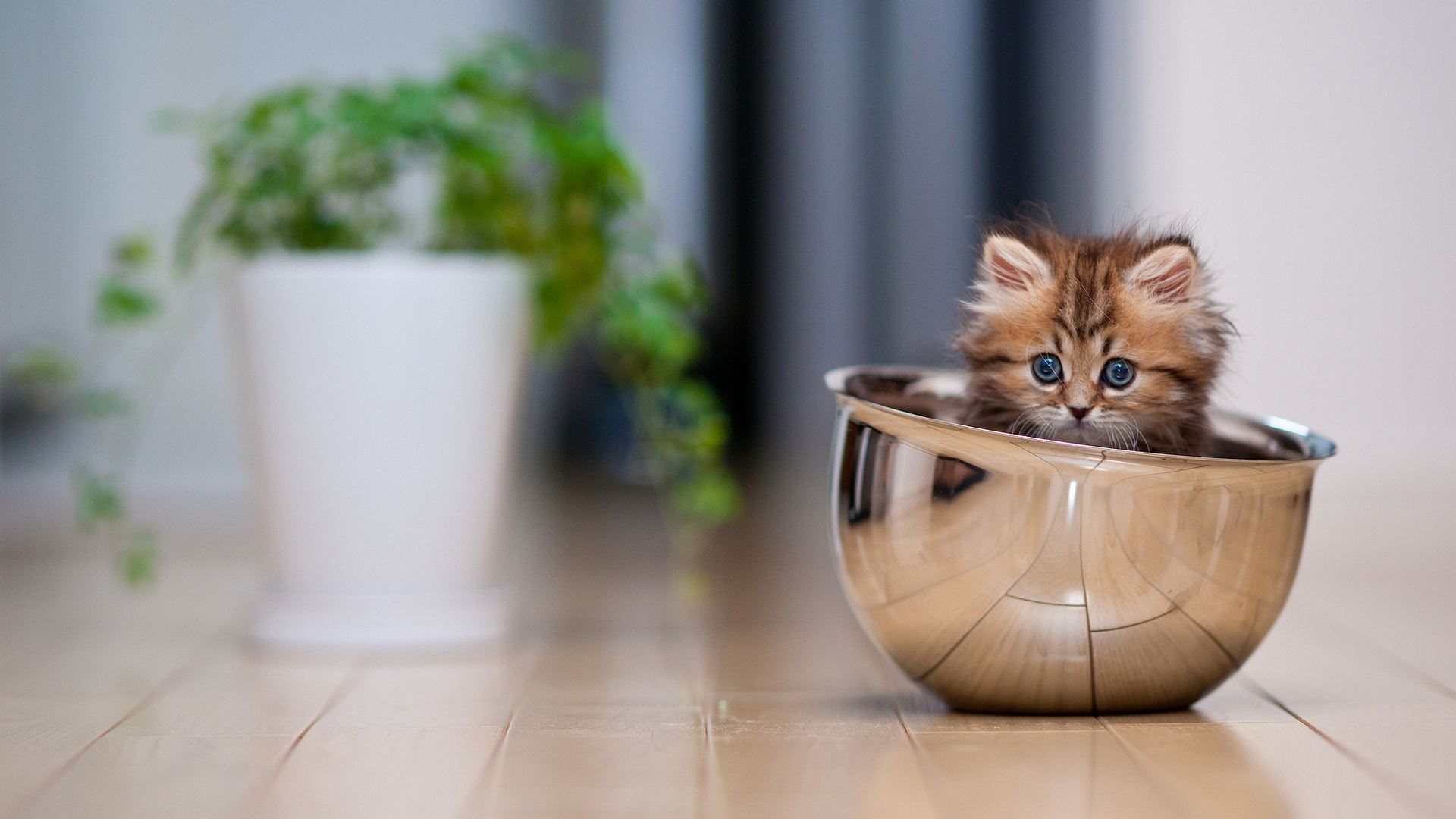 Cute Kitten in Bowl Full HD Desktop Wallpapers 1080p