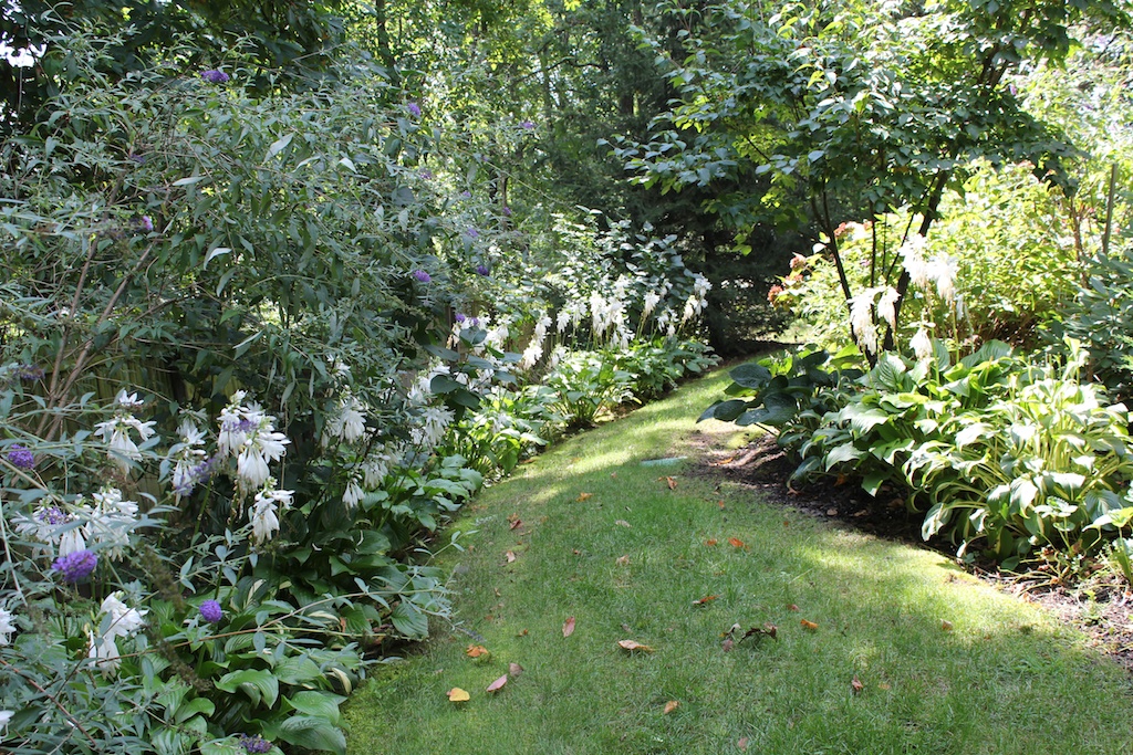 Red House Garden What's that smell? Fragrant Hostas?!