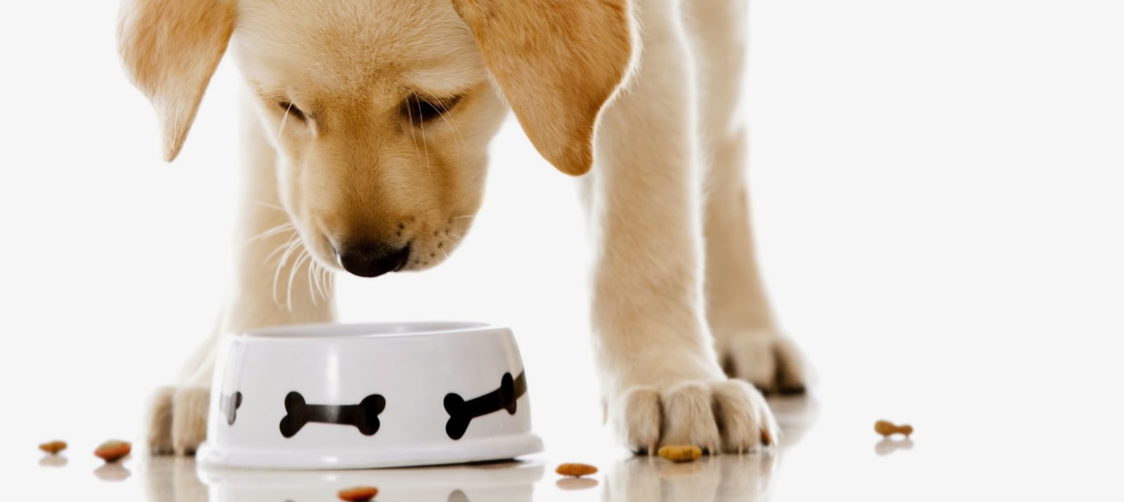 Ciotole Per Cani E Gatti Regole Consigli E Pulizia