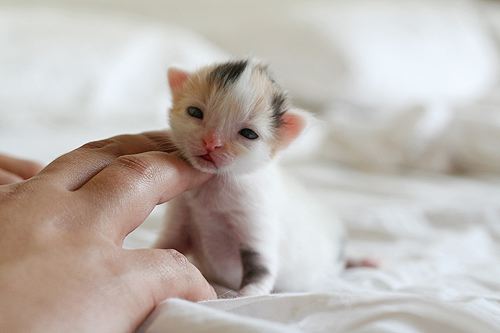 cutest ever kitten