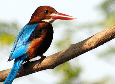 Burung Raja Udang Kicau Mania