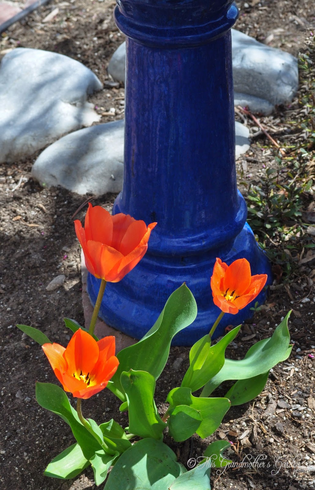 This Grandmother's Garden Spring Blooms!