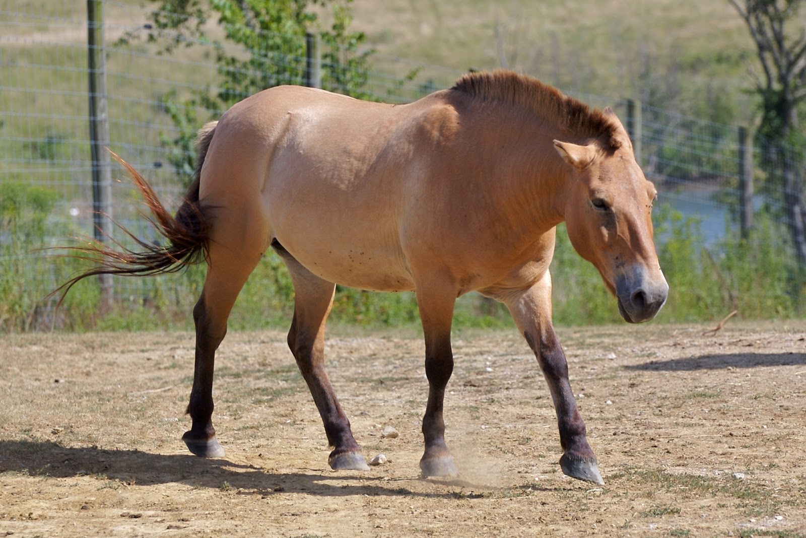 The Horse | Beautiful Animal Facts & Information | Animals Lover