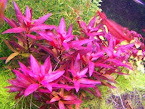 LUDWIGIA GRADULOSA