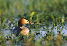 Fauna Bacia Taquari-Antas - Fonte: Aepan-ONG - Série: Aves