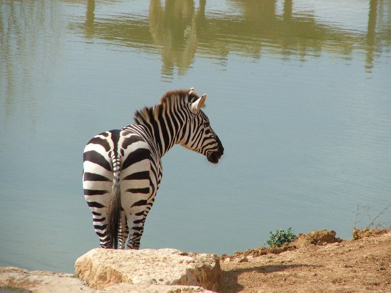 My Kind Of Introduction Annual Events at The Greenville Zoo