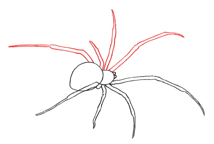 How to Draw a Spider Step by Step