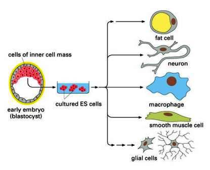 cell specialization definition