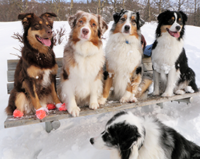 tri color merle australian shepherd