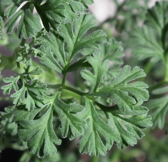 Southernwood-Leaved Geranium, Pelargonium Abrotanifolium leaf