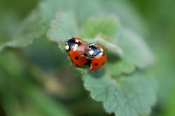 Ladybirds