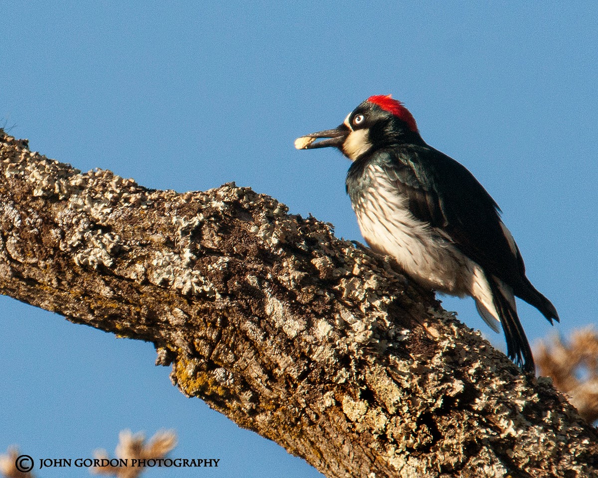 John Gordon/Listening to Birds: Acorn Woodpecker/Face of a Clown