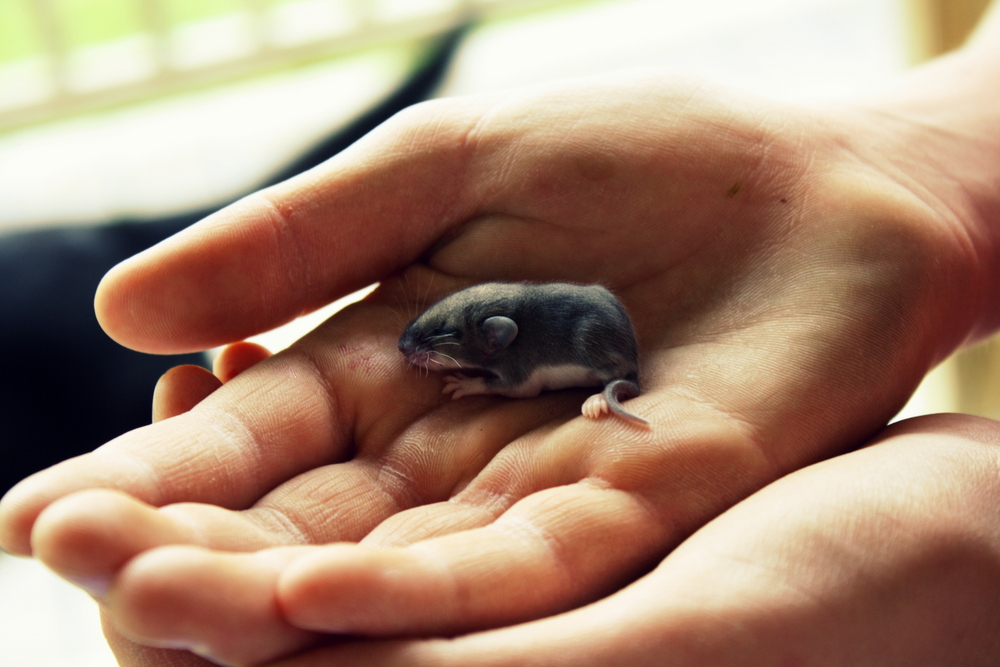 mousy mayhem followed curious equal slunk disturbed outside parts